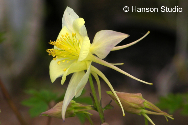 Yellow Columbine